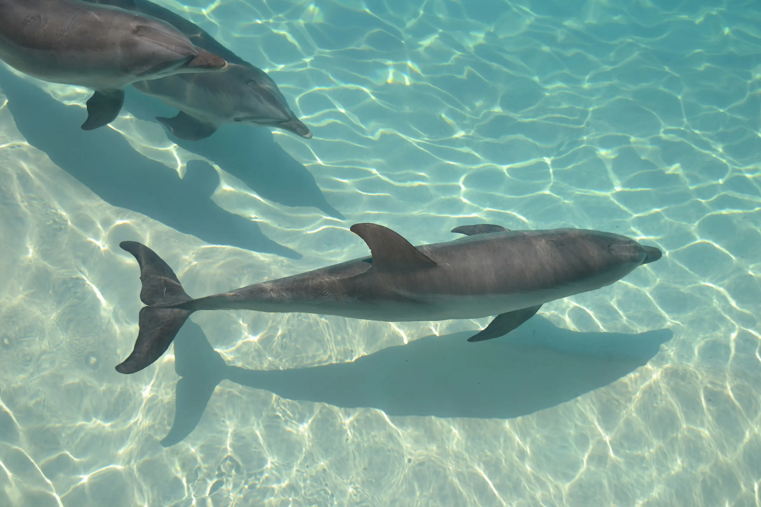 Pool of a dolphinarium on the Riviera Maya