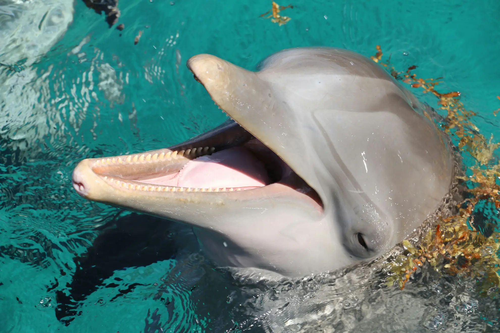 Dolphin show in captivity