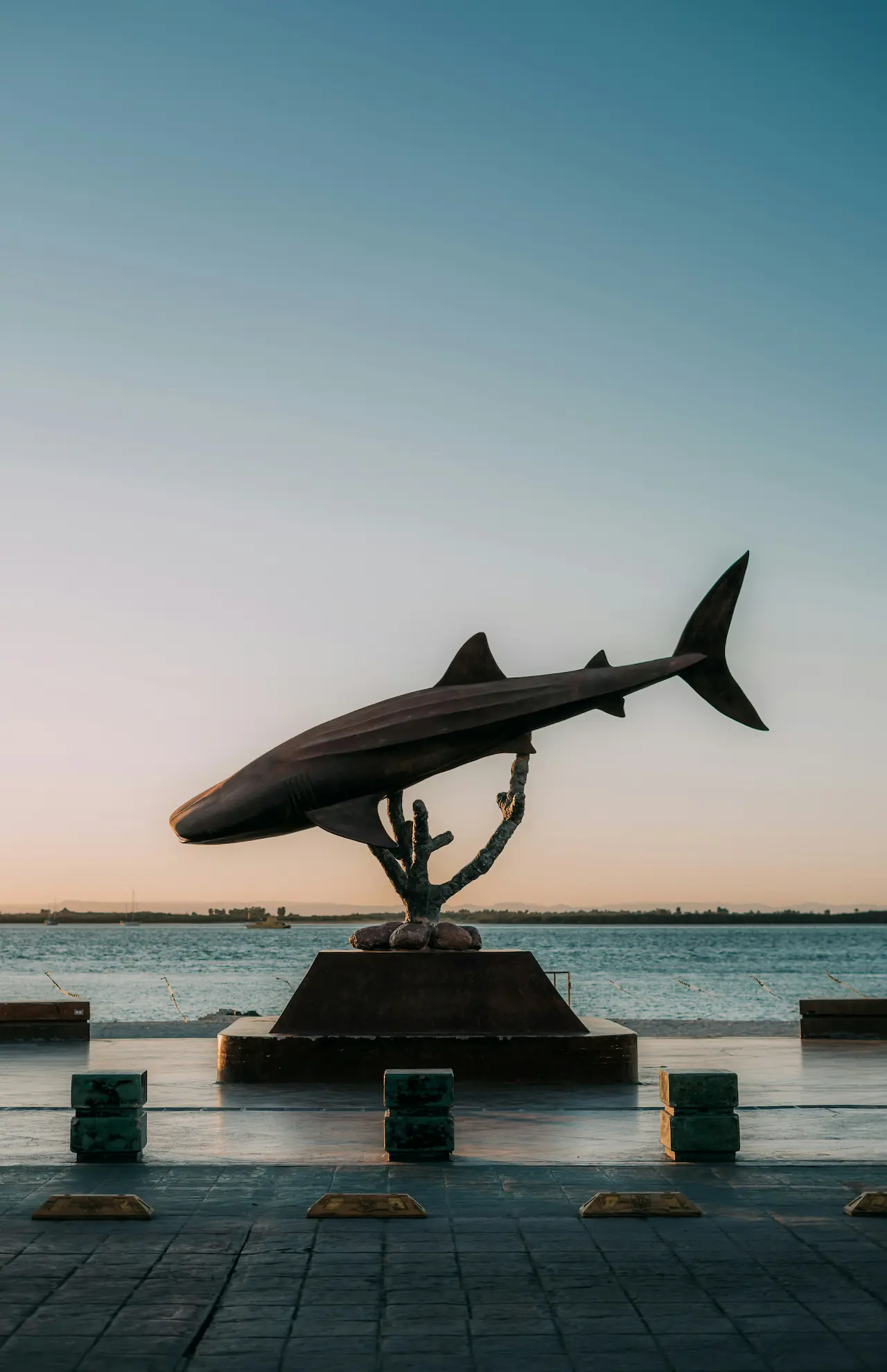 Dolphin in captivity in a dolphinarium