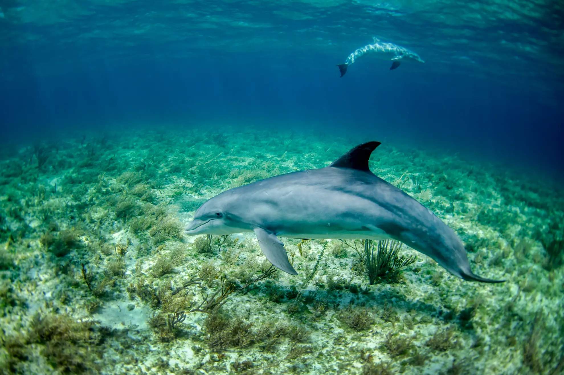 ¿Por qué NO hay que nadar con delfines?