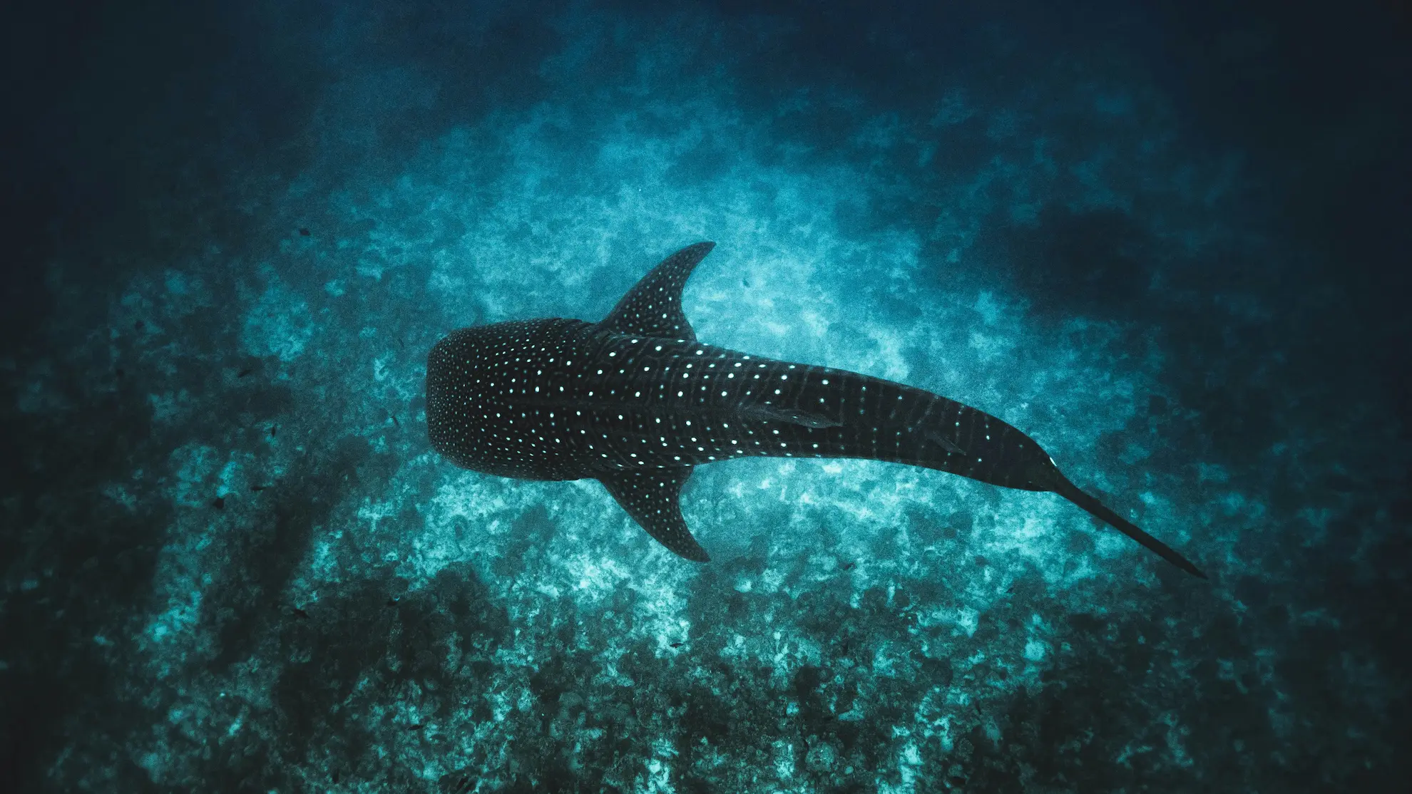 Nadar con tiburones ballena
