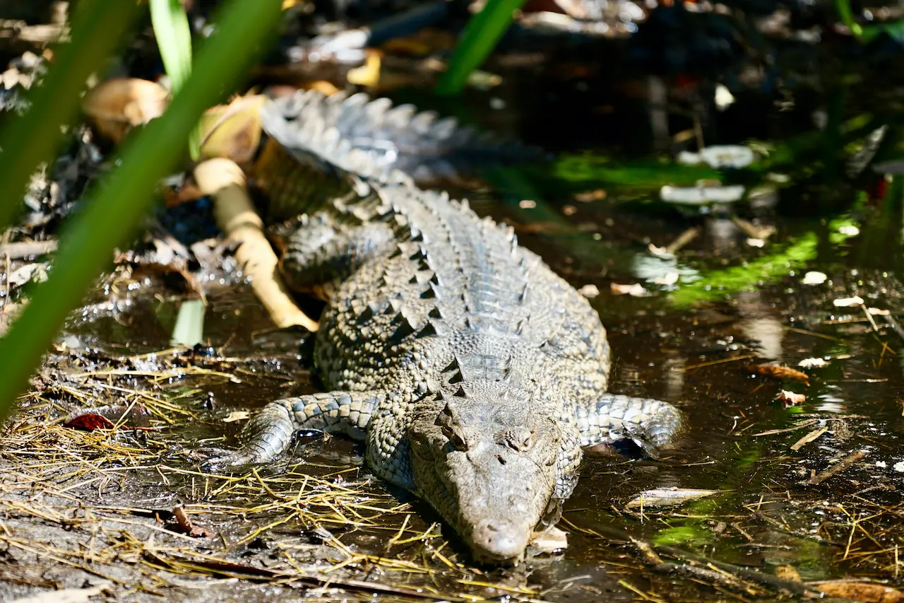 Aves de Yucatán