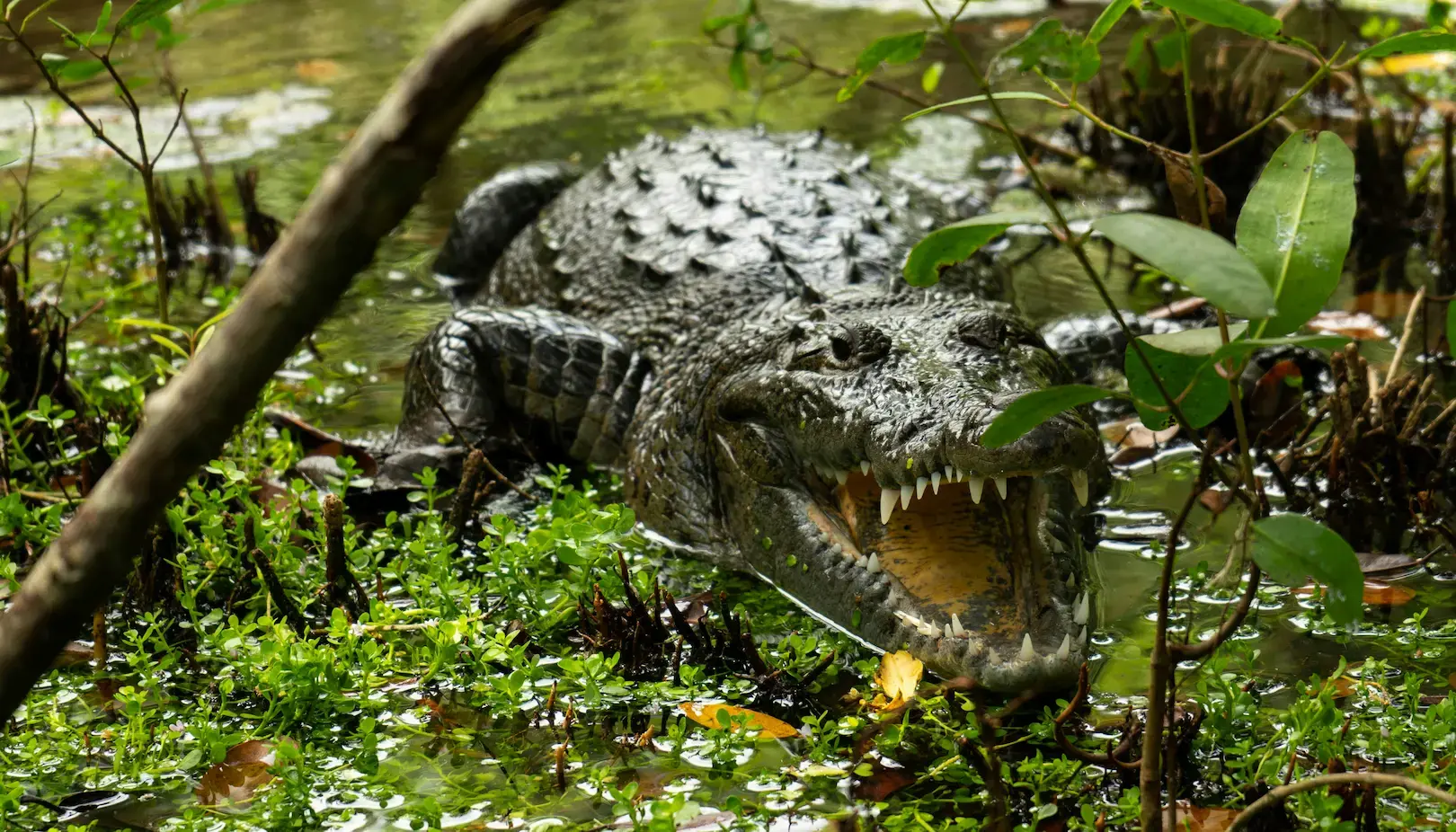 Cocodrilo de Morelet en un manglar de Yucatán
