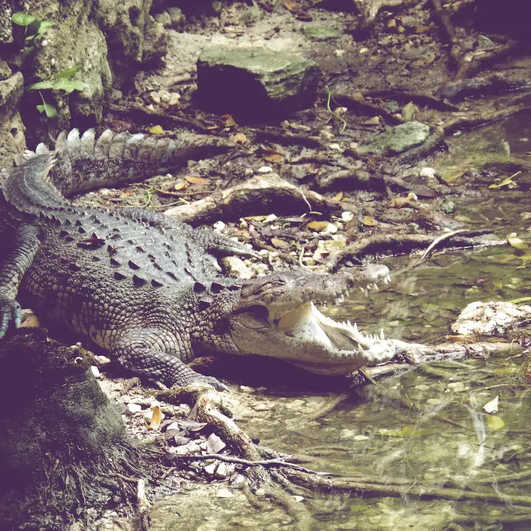 Fauna de Yucatán