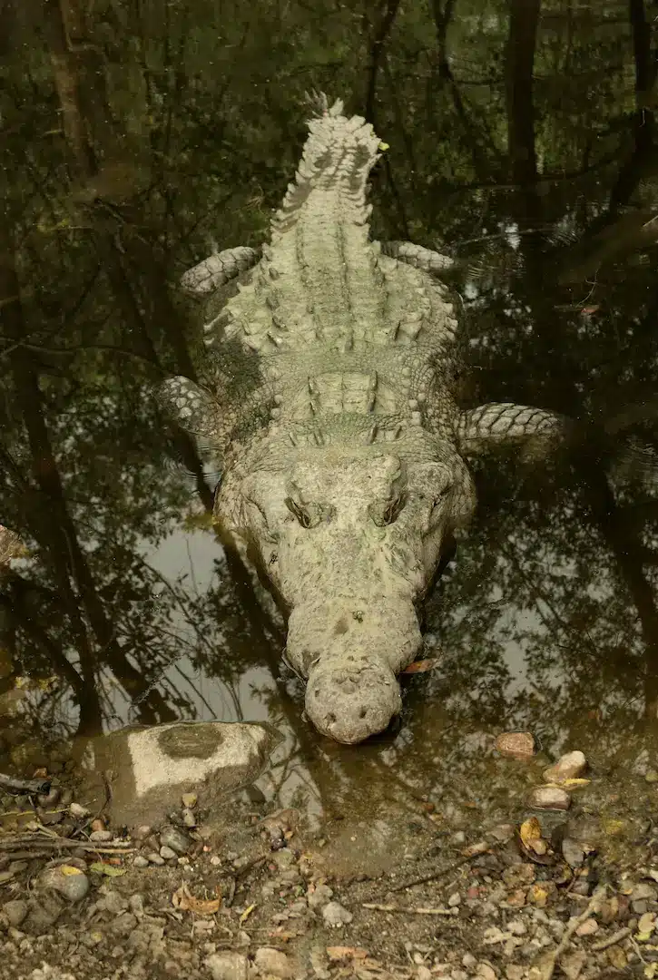 Cocodrilo a orillas de la laguna