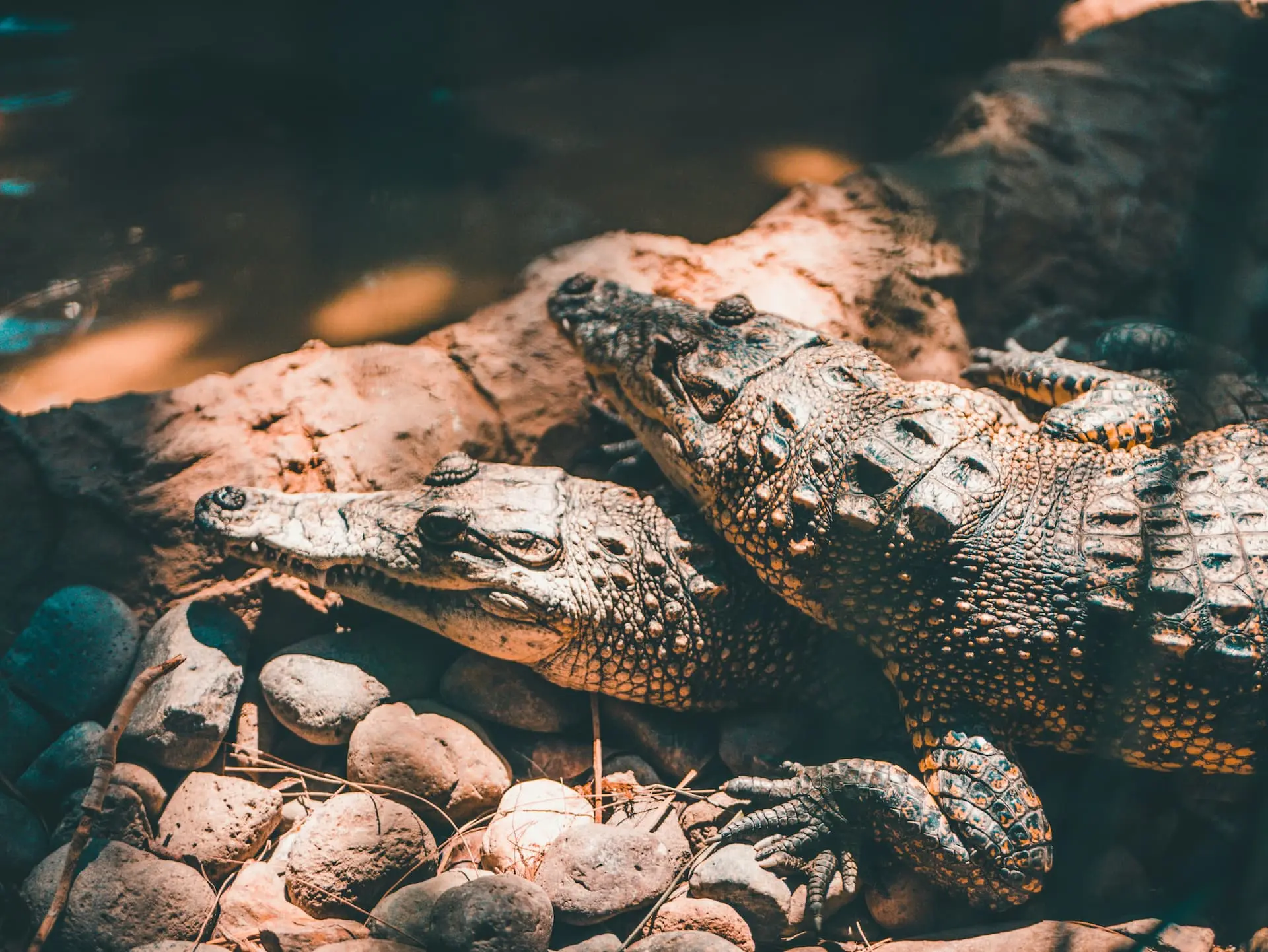¿Dónde ver cocodrilos en el Yucatán?