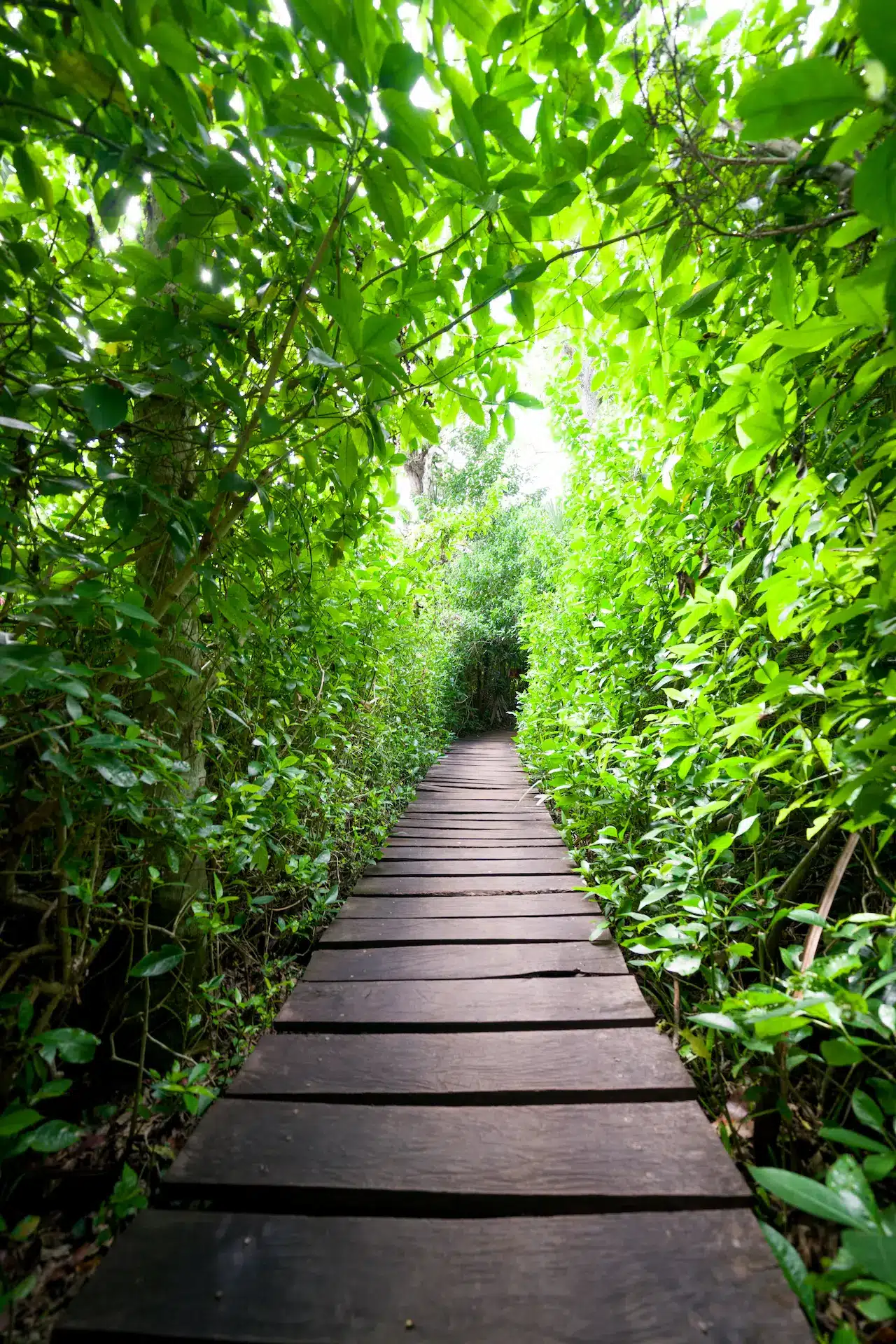 Selva de Sian Ka'an
