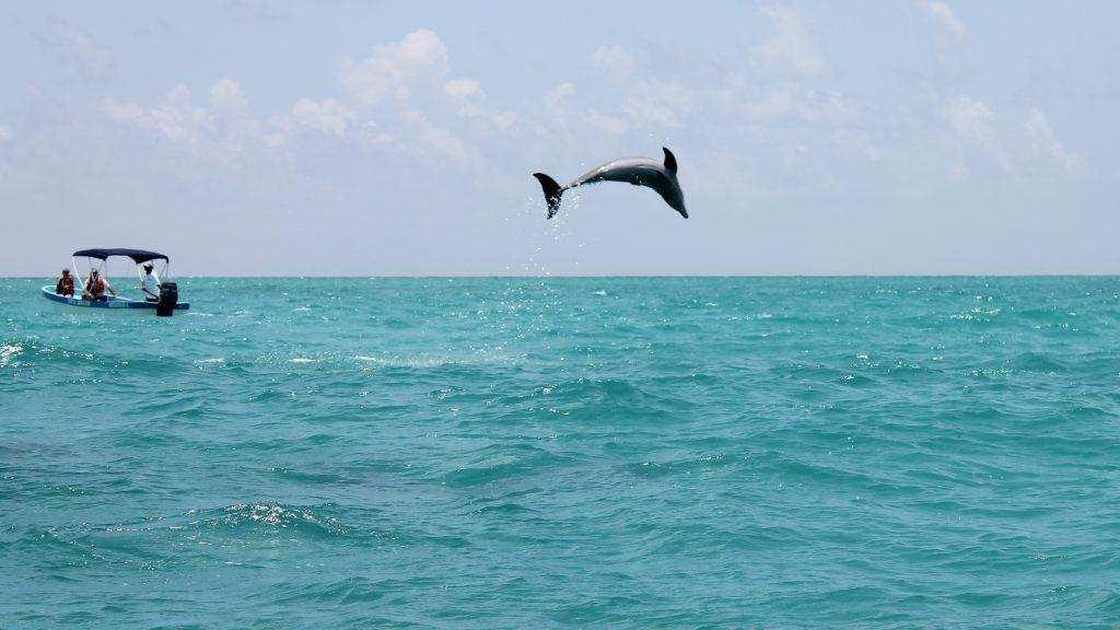 Dolphin in the wild