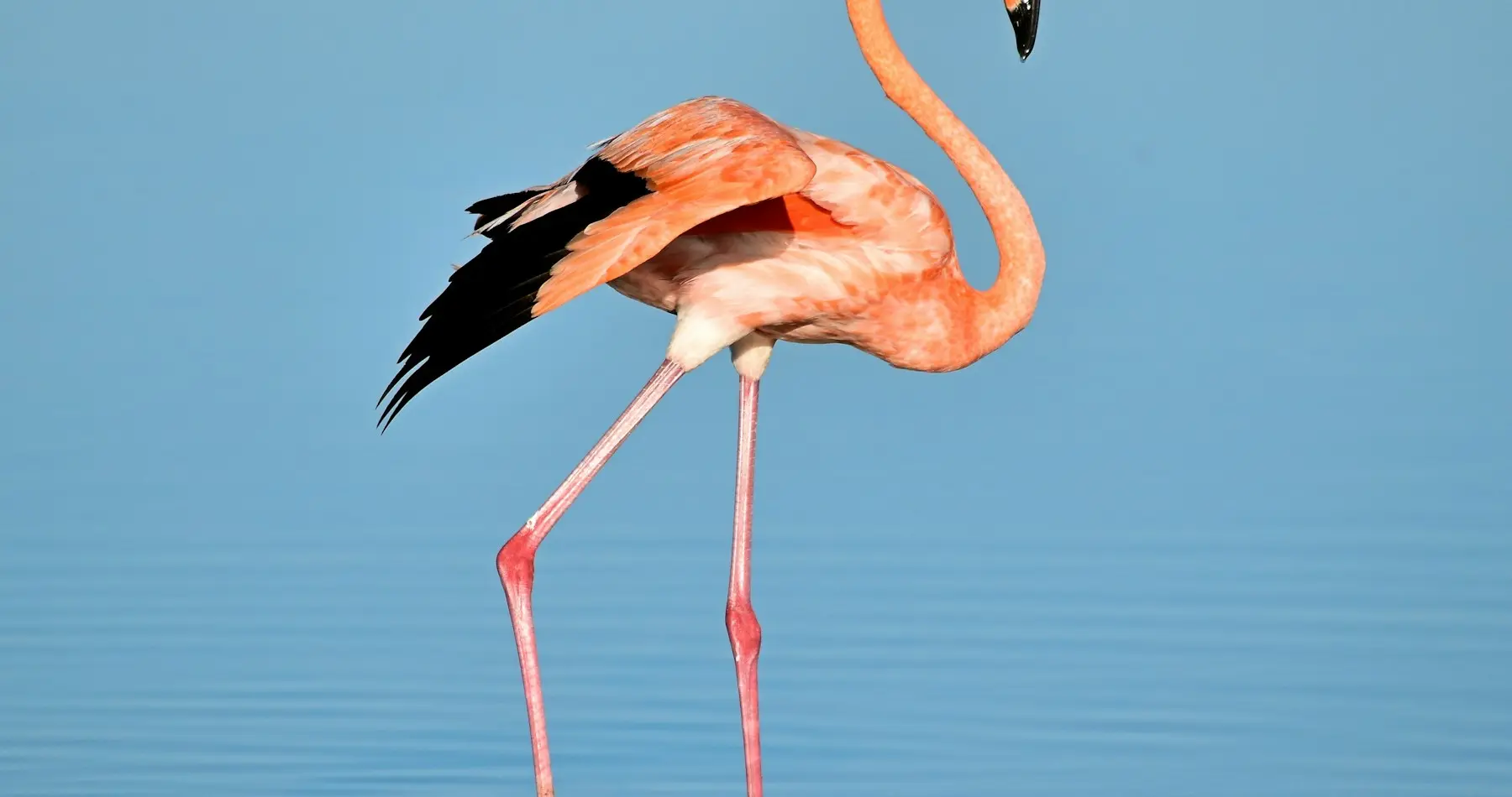 flamant rose de rio lagartos