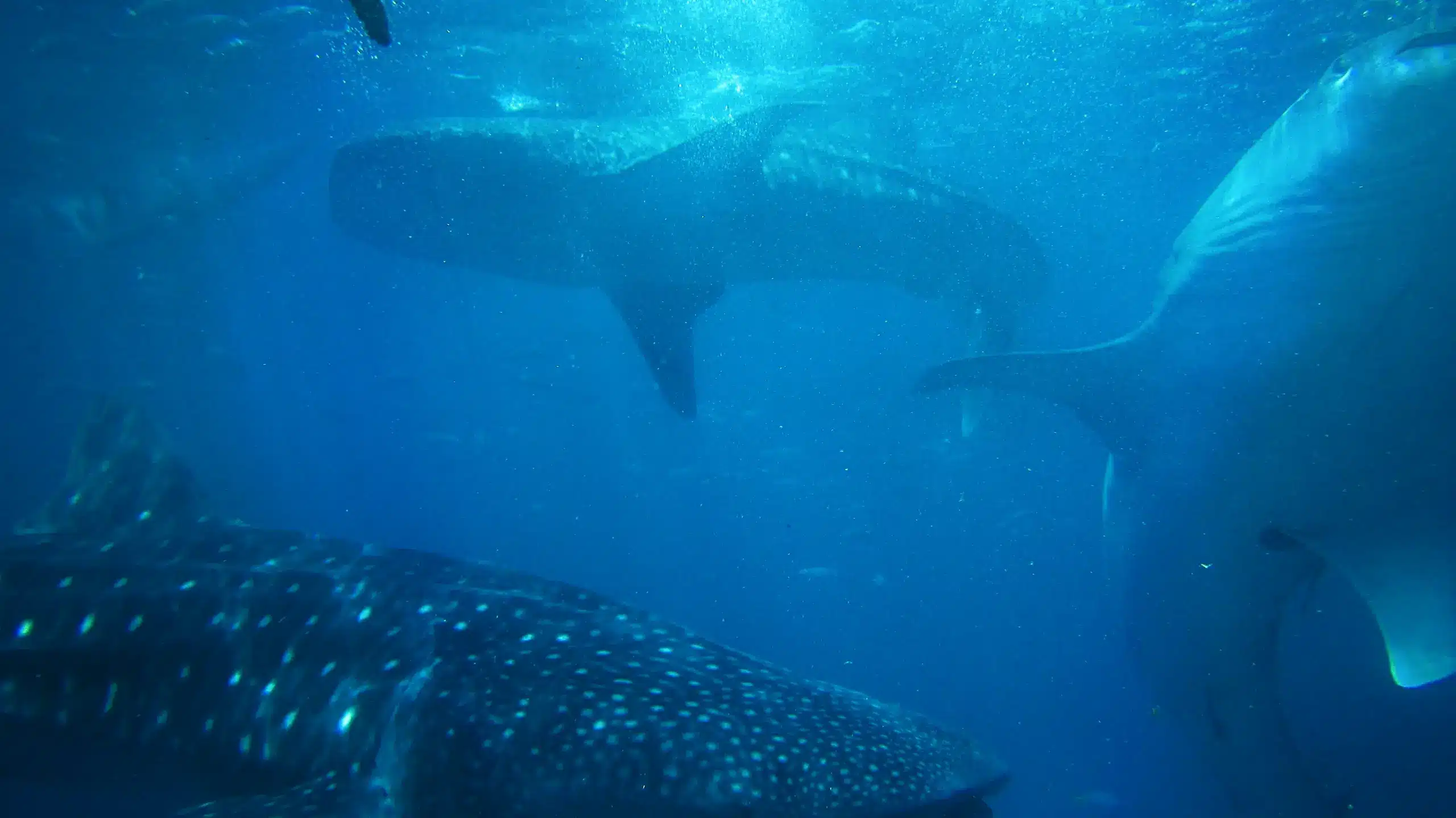 swimming with whale sharks paseotours mexico