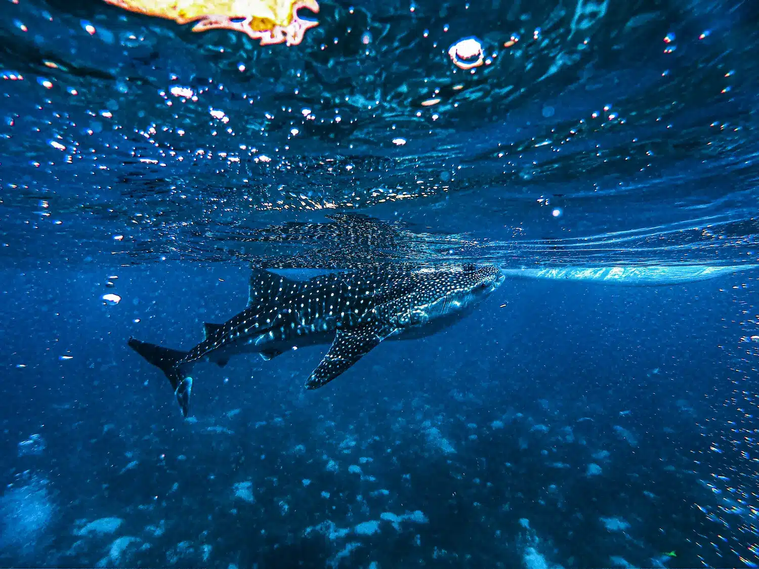 whale shark swim