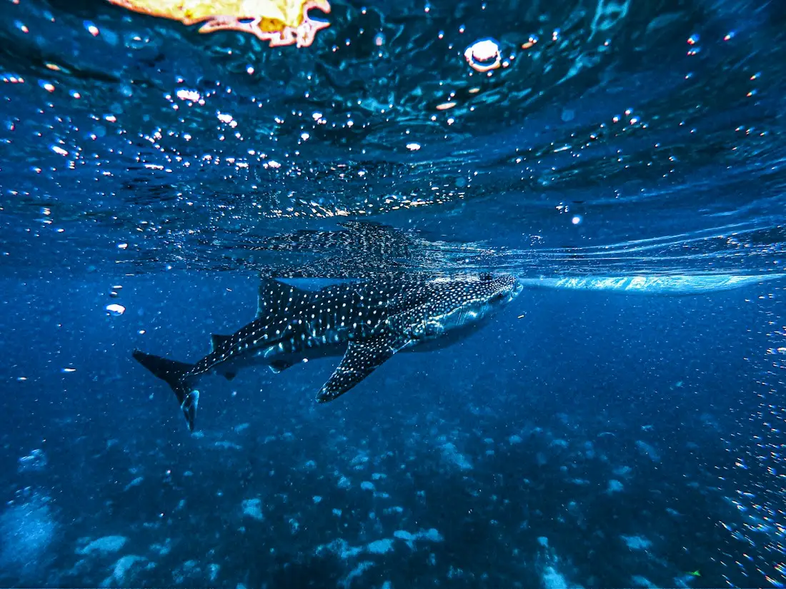 plongee a cozumel 5