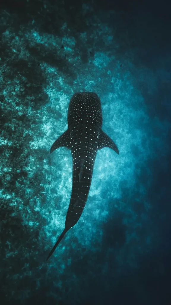 requin baleine