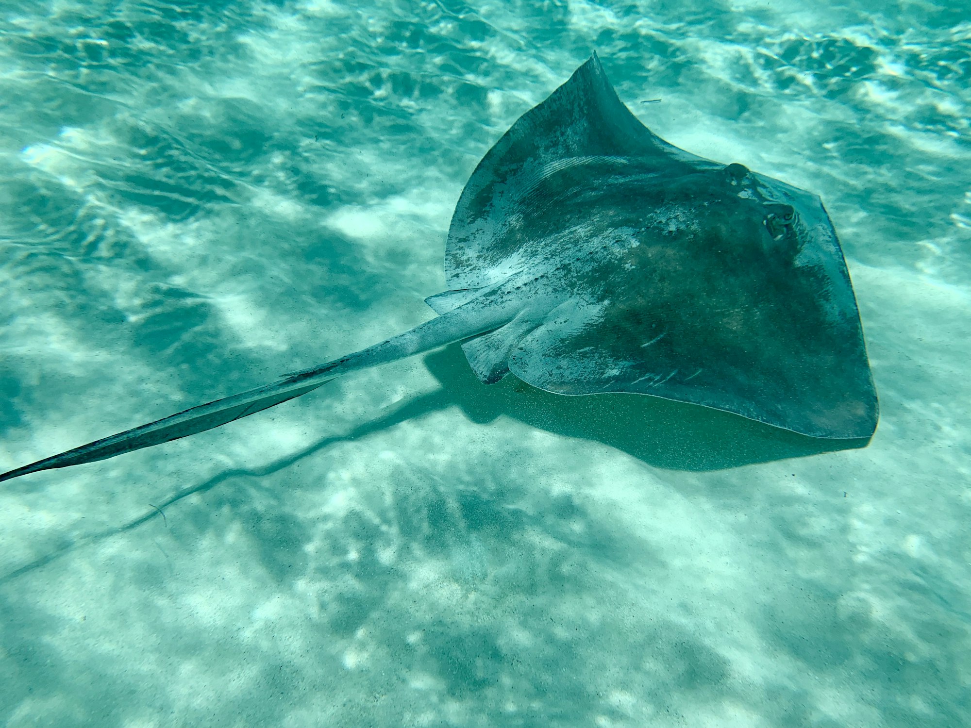 Raie pastenague dans l’eau turquoise d’El Cielo, Cozumel